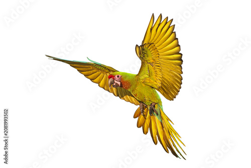 Bild auf Leinwand Colorful flying Military Macaw parrot isolated on transparent background
