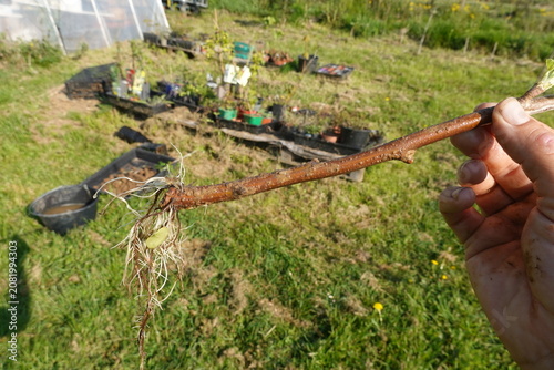 Hand holding currant cutting showing roots propagation