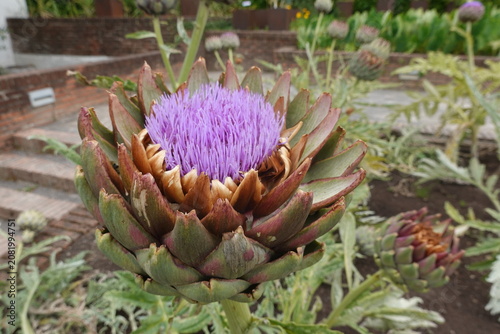 Tableau sur toile Blooming artichoke flower with vibrant purple petals and green bracts growing in