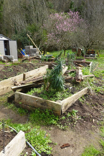 Dilapidated garden beds with wooden planks and spring growth