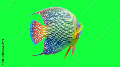Vibrant Queen Angelfish swimming isolated on a bright green chroma key background for compositing
