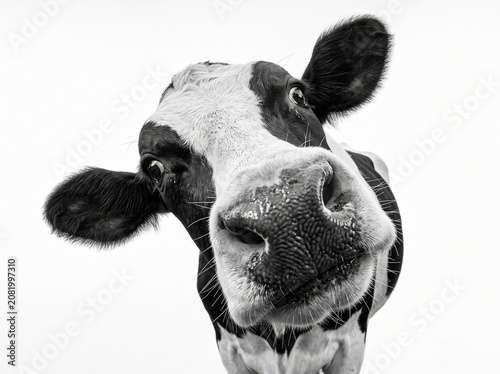 Foto Single funny holstein cow curious expression looking at camera close up isolated
