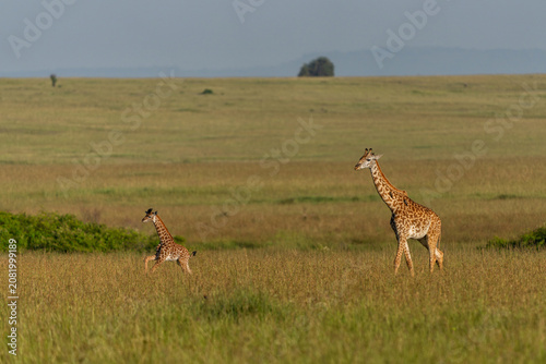 Canvas Print Young baby giraffes with their family on the plains of the Masai Mara National R
