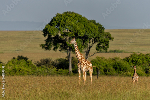 Young baby giraffes with their family on the plains of the Masai Mara National Reserve in Kenya