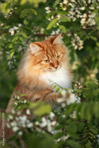 A photo of a ginger fluffy cat next to a flowering acacia tree.