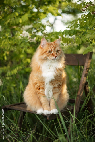 A photo of a ginger fluffy cat next to a flowering acacia tree.