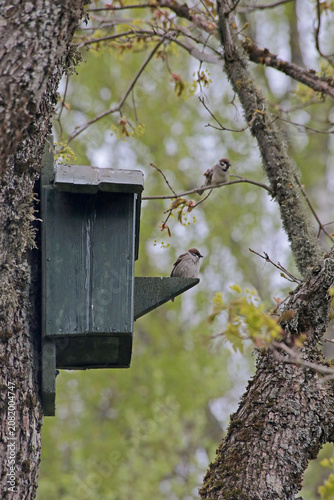 Two sparrows are perched next to a wooden nesting box on a moss-covered tree in a dense spring forest.