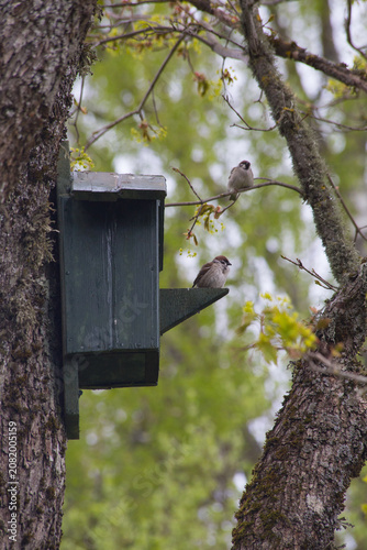 Two sparrows are perched next to a wooden nesting box on a moss-covered tree in a dense spring forest.