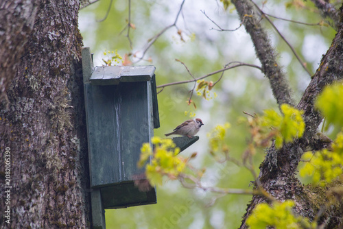 A sparrow is perched on a wooden nesting box on a moss-covered tree in a dense spring forest.