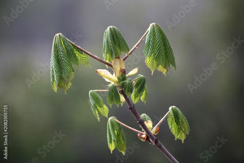 A branch of a blossoming tree with young green leaves in spring.