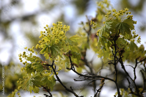 A branch of a blossoming tree with young green leaves in spring.
