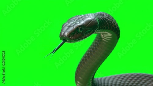 Black mamba snake head with tongue flicking isolated on a bright green screen background
