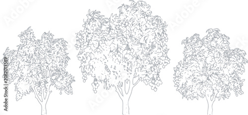 Three hand drawn sketch trees with detailed leaves and branches set as a group