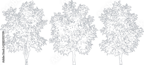 Photos Three hand drawn sketch style deciduous trees set with detailed foliage and text