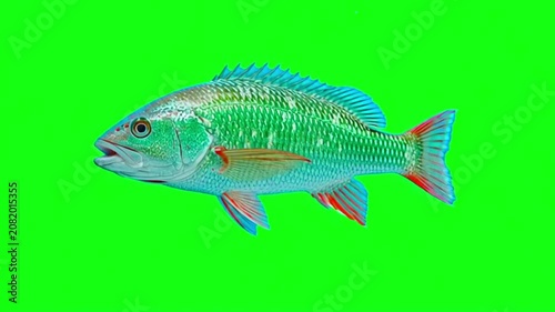 Side view of a vibrant snapper fish swimming isolated on a bright green screen chroma key background