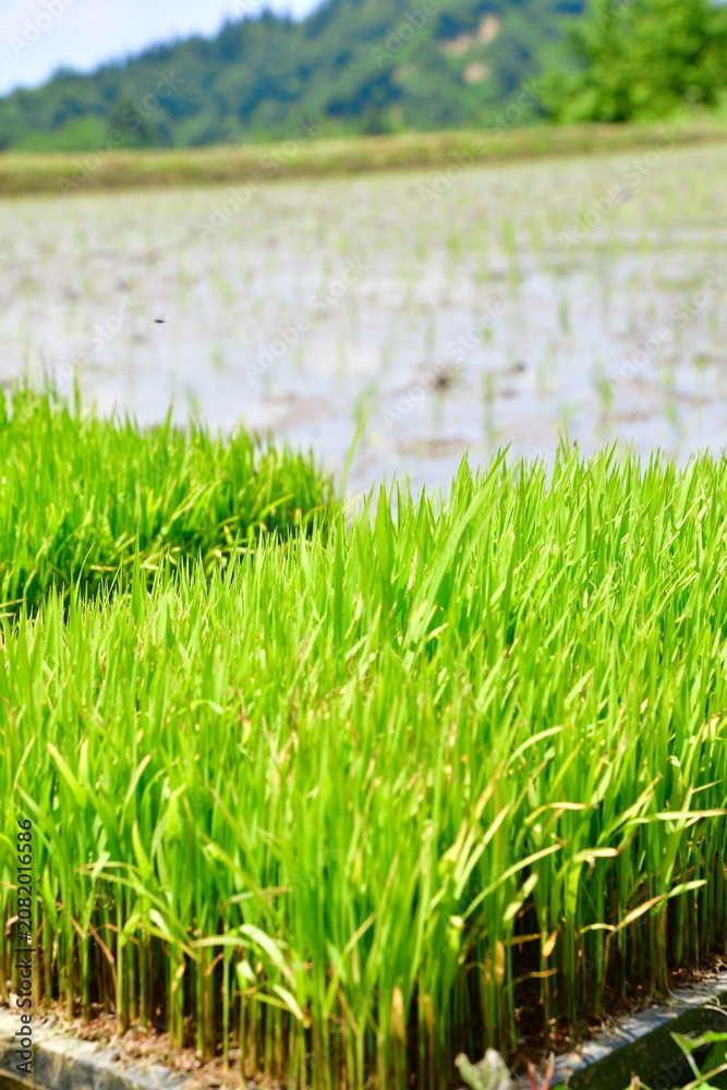 Obraz premium 田植えを待つ稲の苗と水を張った田んぼ（新潟県十日町市）
