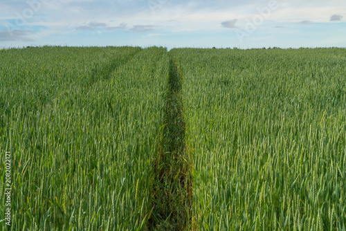 Картината върху платно A field of cereals on a sunny summer day, Izborsk, Pskov Region, Pechersky Distr