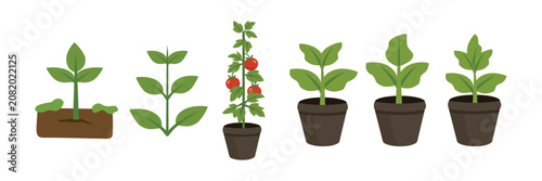 Foto Plant Growth Stages Elements Set