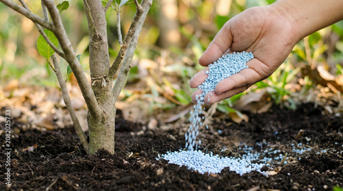 Hand spreading blue fertilizer on soil around young plant  
