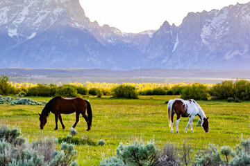 Horses Grazing in Meadow at Teton Sunset