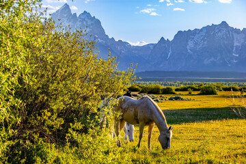 Horses Grazing in Meadow at Teton Sunset