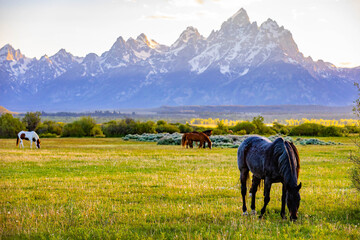 Horses Grazing in Meadow at Teton Sunset
