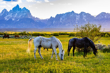 Horses Grazing in Meadow at Teton Sunset