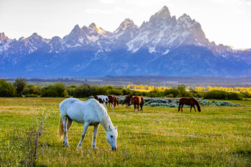 Horses Grazing in Meadow at Teton Sunset