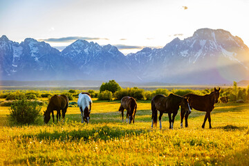 Wild Horses Grazing at Teton Sunset