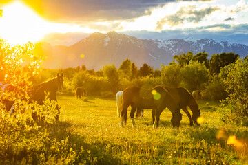 Wild Horses Grazing at Teton Sunset