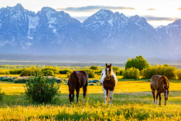 Wild Horses Grazing at Teton Sunset