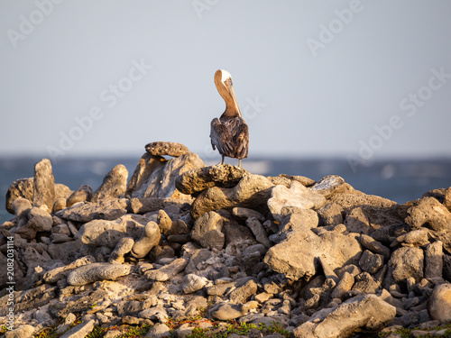 Flamingos flying in Bonaire. Travel Photography in the Caribbean.