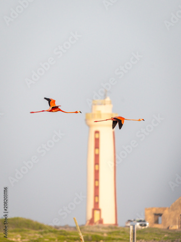Flamingos flying in Bonaire. Travel Photography in the Caribbean.