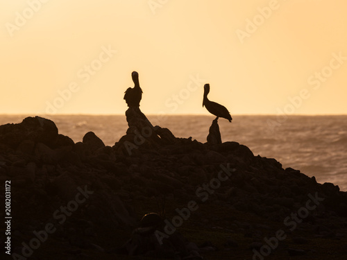 Flamingos flying in Bonaire. Travel Photography in the Caribbean.