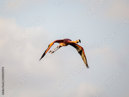 Flamingos flying in Bonaire. Travel Photography in the Caribbean.