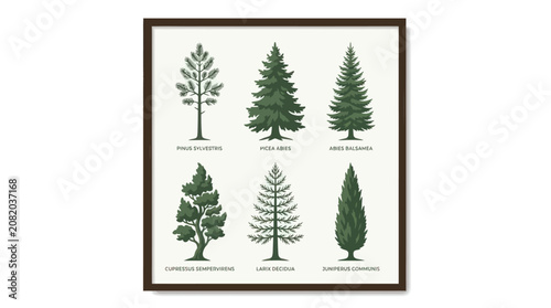 Collection of evergreen tree illustrations