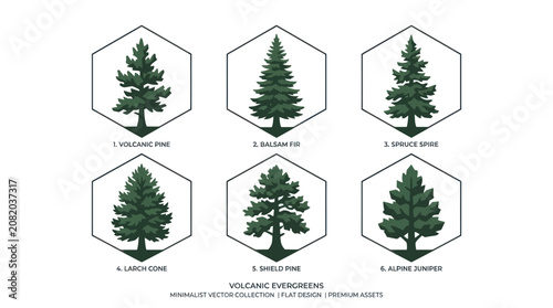 Collection of evergreen tree illustrations
