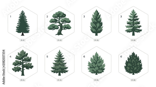 Collection of evergreen tree illustrations