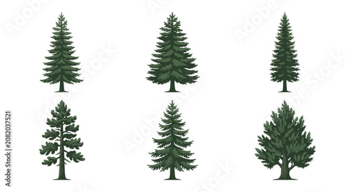 Collection of evergreen tree illustrations