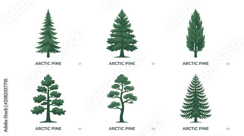 Collection of evergreen tree illustrations