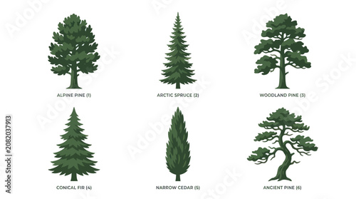 Collection of evergreen tree illustrations