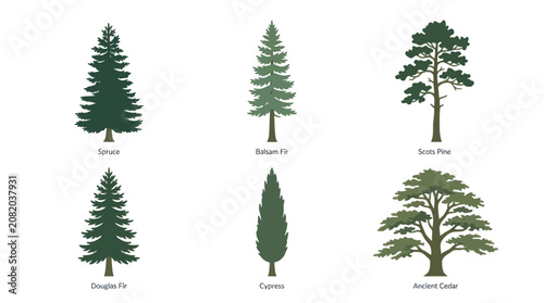 Obraz na płótnie Collection of evergreen tree illustrations