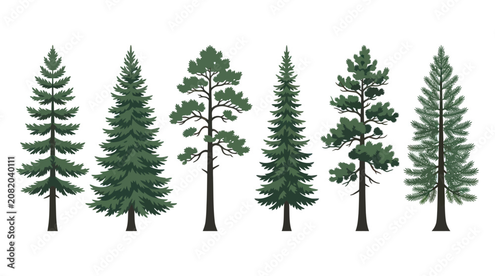 Obraz premium Collection of evergreen trees