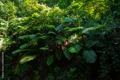 Giant green ferns growing in a dense tropical rainforest with sunlight filtering through leaves