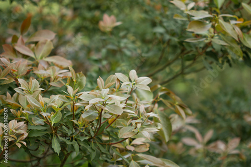 The branches and leaves in the background are blurred.
