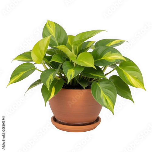Healthy potted plant with green and yellow variegated leaves in terracotta pot transparent background