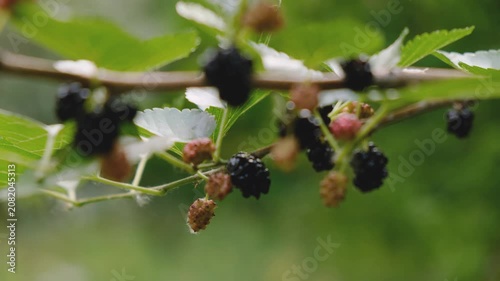Ripe and unripe black mulberries hanging on branch with green leaves in summer garden