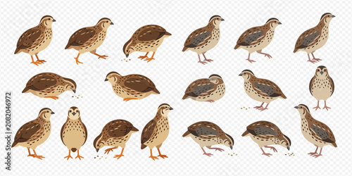 Foto Set of quail birds in various poses, including standing, walking, and pecking, isolated on a transparent background