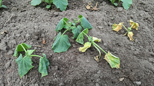 Young cucumber plants wilting in dry soil in garden bed  
