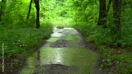 Forest Road With Rain Puddles in Summer Woodland